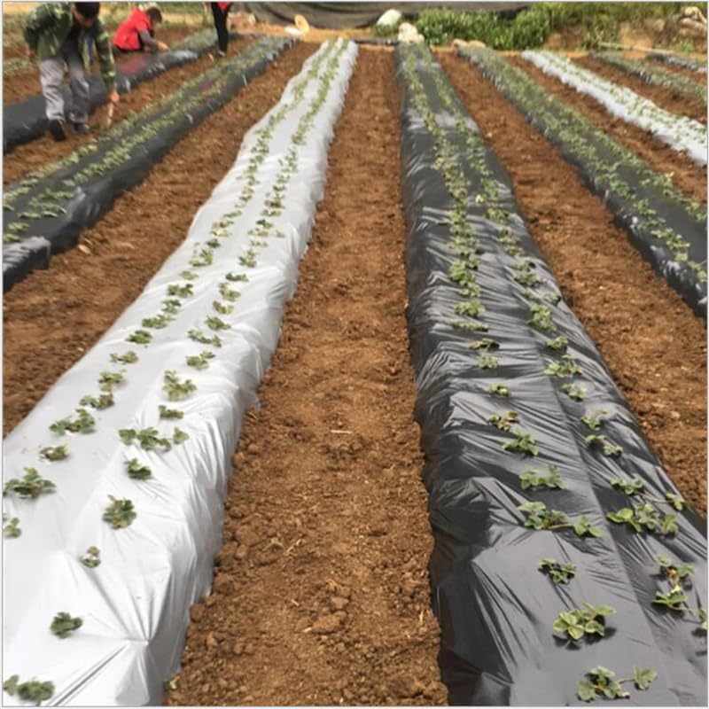 Buildingshop Mulching Sheet for Agriculture - Virgin Raw Material Mulch Film for Agriculture Ground Cover Mulch Film to Grow Premium Fruits & Vegetables